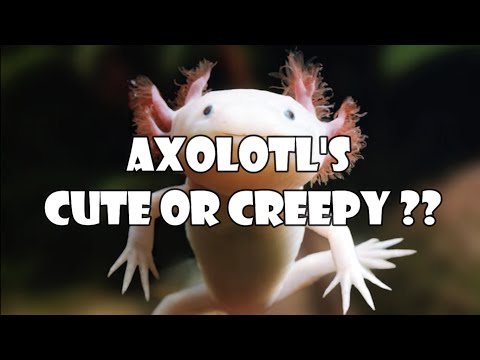 Lets Talk AXOLOTL!!!!!!! Today we discus axoltle care, the common mistakes people make
and some stuff you may or may not know