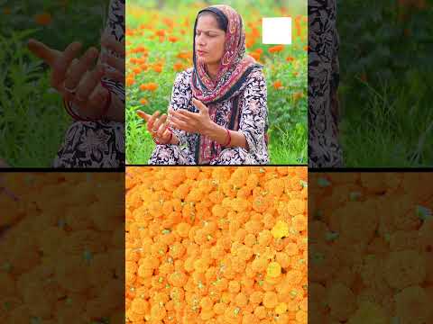 एक बार Marigold लगाने पर कैसे लें 6-7 महीने तक उत्पादन #shorts