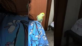 Elsa the Budgie 💚💛🤎 #budgies