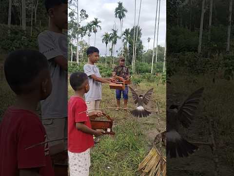 Pasang tiga pikat kutilang diatas ranting #burung
