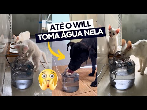 A COCORICÓ COMPROU UMA FONTE DE ÁGUA PARA OS GATOS BRANQUELOS 😱⛲️