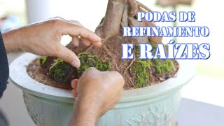 Bonsai de Jabuticabeira - Stella - atualização (Plinia cauliflora) vídeo 4