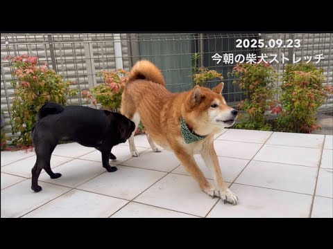 今日の柴犬ストレッチ - 2025年9月23日の一場面 サムネイル