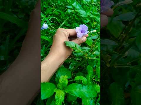 purple colour beautiful flower | #flowers #garden #shortvideo #letsgardenup #nature