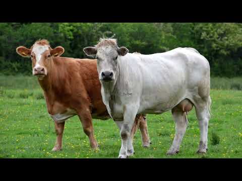 Suara Hewan Ternak | Suara Kambing | Suara Sapi