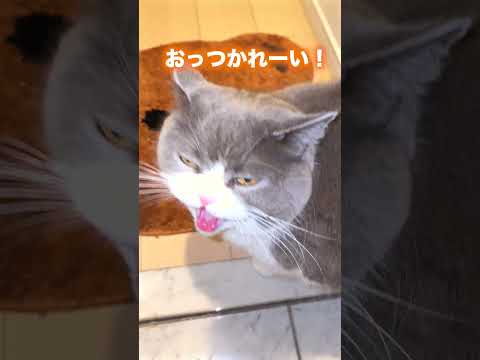 疲労はまるちゃんがやっつけます #猫 #お出迎え猫 #猫のいる暮らし #猫のいる生活 #ブリティッシュショートヘア #日常コント #ウキウキ界隈