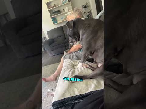 This dog knows what she wants ? #shorts #shortsvideo #shortsfeed