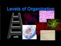 Human Body Systems and Functions