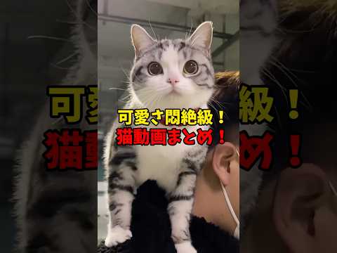 癒しの猫映像｜かわいすぎる猫たちの魅力を満喫 サムネイル