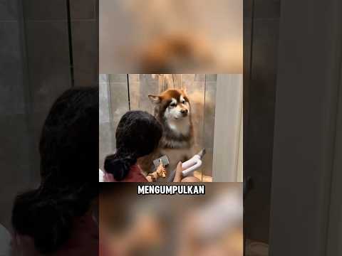 Rambut anjing ini sudah tidak dicukur selama 2 tahun 🐶