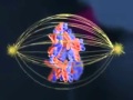 Exploring Meiosis and Cell Division