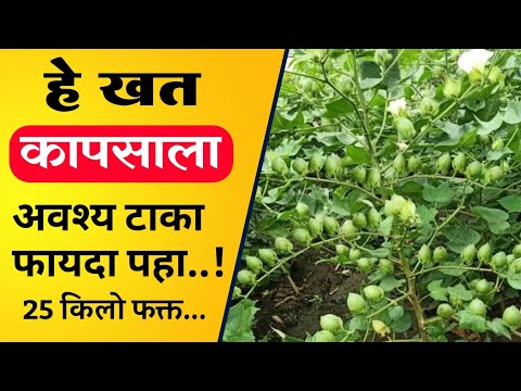 कापूस पिकाला कोणते खत टाकावे / Kapus Pikache Khat Niyojan