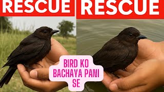 Rescue this bird.