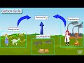 Exploring the Carbon Cycle: Definition, Steps, and Importance