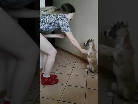 Amstaff#Rokki#занимаемся| моя умничка