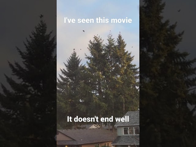 Don't mind the Crows