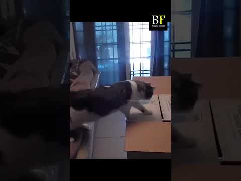 "Best Funny Cats Dogs Compilation | Animal fails"#shorts