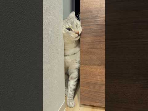 顔でドアに挑戦する猫たちの可愛い動画 サムネイル