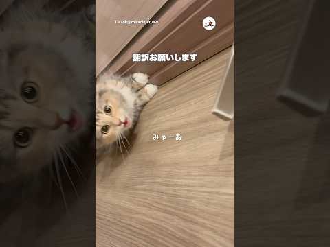 猫の鳴き声とかわいい姿を楽しめるPECO動画 サムネイル