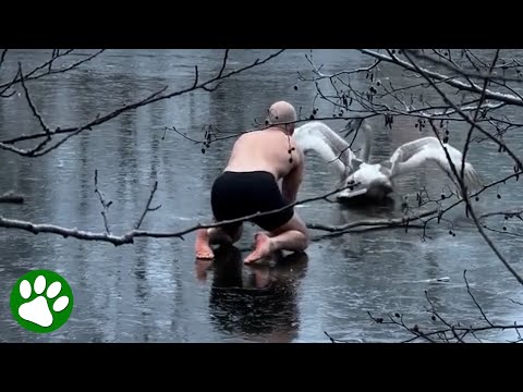 Man Braves Thin Ice To Save Swan