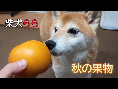 秋の果物の魅力と選び方ガイド サムネイル