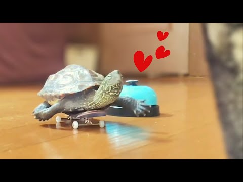 ルンルン！スケボーに乗った亀が猫を追いかける【爆笑総集編】【A skateboarding turtle happily chases a cat [Compilation]】
