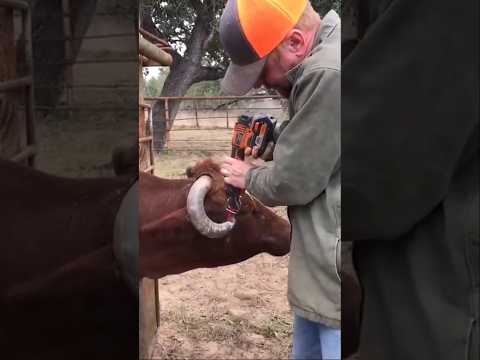 Why Rubber Bands Are Placed on Cow Horns 🐂