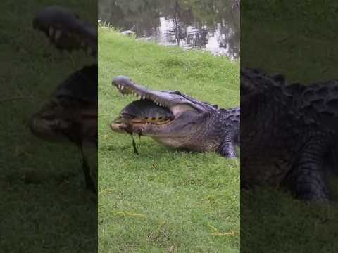 Crocodile vs. Turtle #shorts #ytshorts