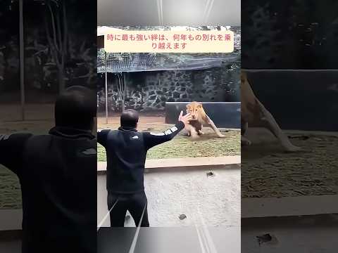 長い別離の後も世話人を覚えていた動物たち