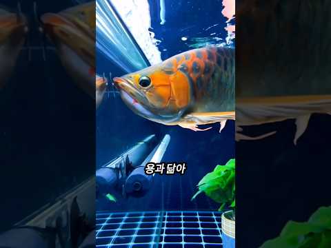 아기를 먹는 물고기🐠
