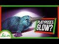 Understanding Platypus Fluorescence