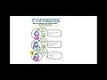Synthesizing Information and Understanding