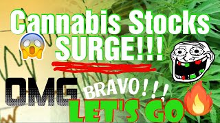 Cannabis Stock SURGE today! What should i do?