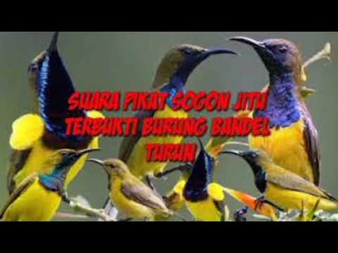suara pikat sogon ribut mp3
