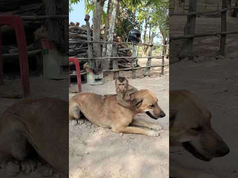 Super SokYaa,OG, ToTo Animals Are So Awesome #shorts