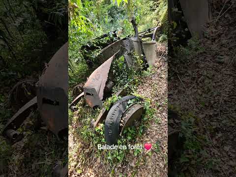 rien de mieux qu'une balade en gyroroue en forêt pour éviter de cramer 😊