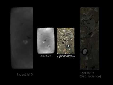 Origin and radiation of squids revealed by digital fossil-mining