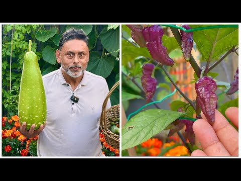 HARVESTING GARDEN PRODUCE - LOTS OF CHILLIES ON PLANTS
