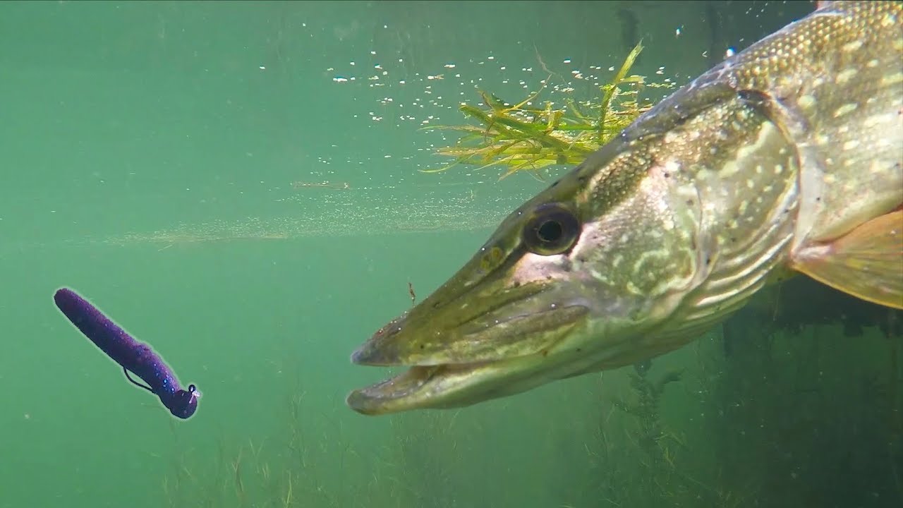 How To Catch Fish ANYWHERE