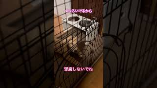 【日常】邪魔しちゃダメ！くつろいでる子犬の頃のゴールデンレトリバーのアカリちゃん。#goldenretriever #ゴールデンレトリバー