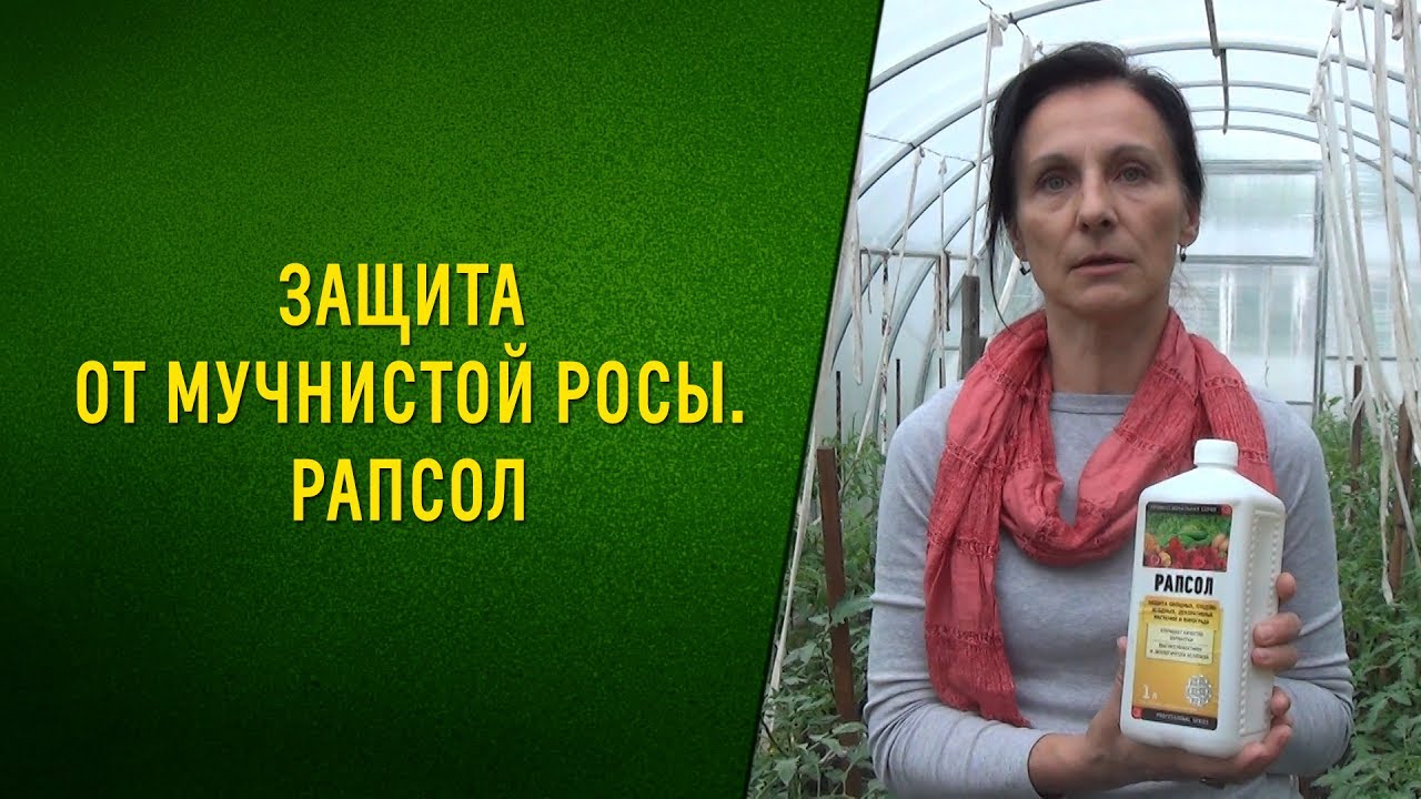 Мучнистая роса огурцов и не только. Как бороться, чем обработать