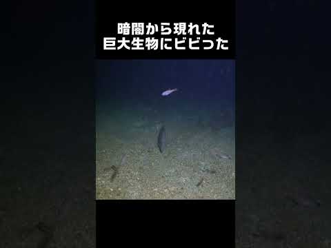 夜の海でマジでビビった巨大生物