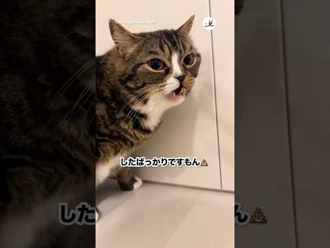 猫の実態にじっくり触れるPECOの癒し動画 サムネイル