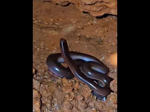 Ular Terkecil Pemangsa Telur Serangga #shortvideo #anehdanunik #shortsfeed