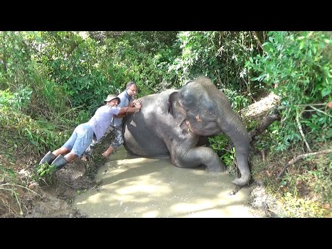 Will This Elephant Survive Infection and Collapse After Hours of Grueling Rescue?