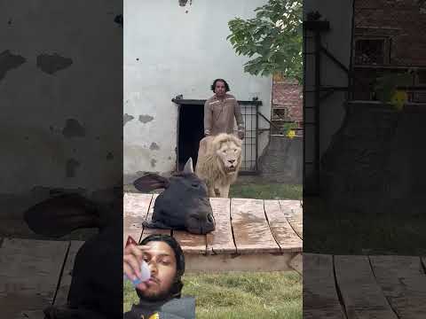 #bigtiger#animals #youtubeshorts #cow #shortsvideo #love #unfrez #viwes10milionplace #1000subscriber
