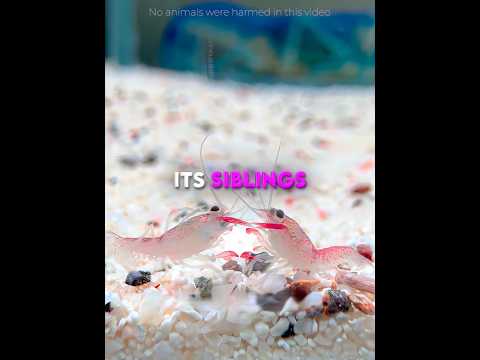 This Lobster Finally STOOD UP For Himself ๐ฆ๐ #shorts