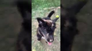 Betty sucht ein Zuhause 2