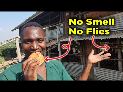 NO SMELL, NO FLIES Chicken Farm | How often do you change the Litter?
