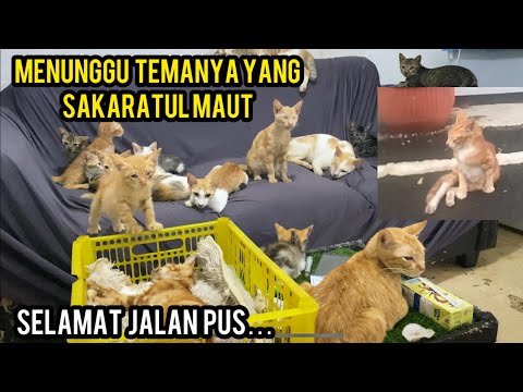 Kucing-Kucing Setia Menunggu Temannya Yang Sakit Sedang Sakaratul Maut..‼️